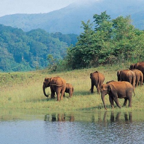 Periyar Wildlife